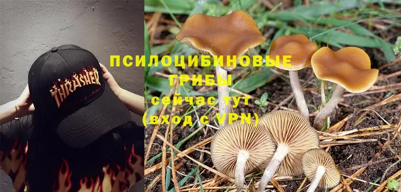 Псилоцибиновые грибы Psilocybine cubensis  наркотики  Берёзовский 